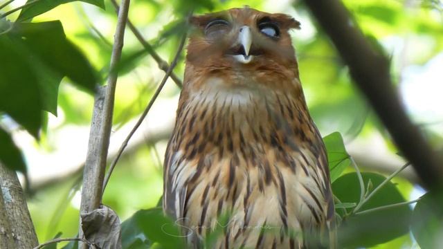 Philippine Eagle-owl - Cooling (Gular Flutter) смотреть онлайн