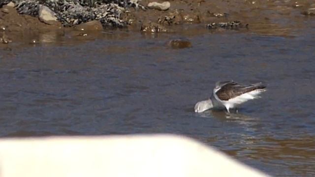 A Bar-Tailed Godwit Morston Quay смотреть онлайн