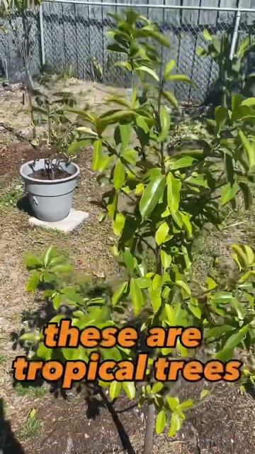 Fruit Tree Dropping Leaves In Winter And Grow Back #soursop #gardening смотреть онлайн