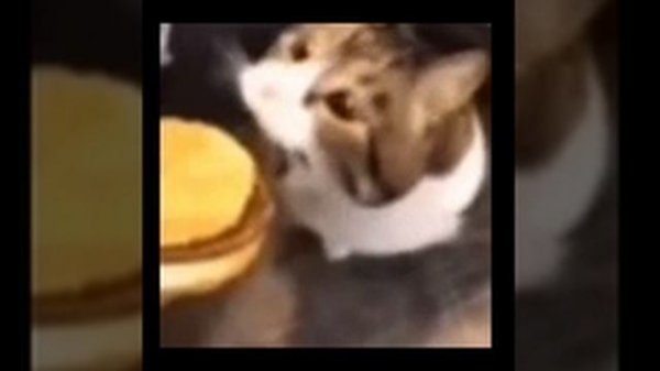 Cheeseburger (rawr) #memes #meme #чизбургер #котики