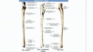 07 ОДА скелет