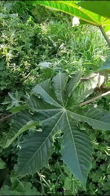Ricinus communis смотреть онлайн