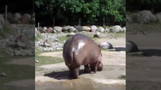 Бегемот: УБЕРИТЕ КАМЕРУ Я КАКАЮ !!!!! смотреть онлайн
