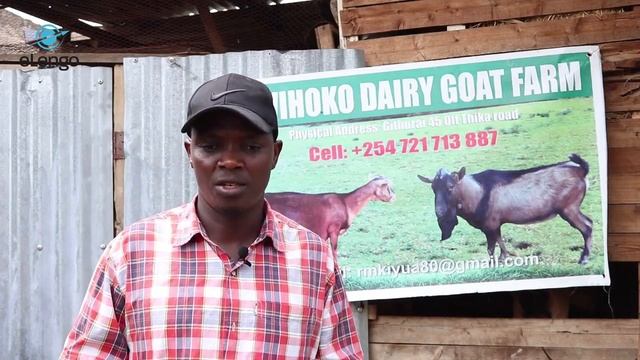 Common Mistakes in a Dairy Goat Farm смотреть онлайн