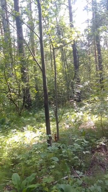 храбрый #walking #nature #прогулка #берегитеприроду #белка #лес #июль2024 #summer24 смотреть онлайн