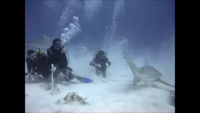 Bull shark diving, Playa del Carmen Mexico смотреть онлайн