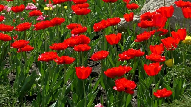 Red tulips in Samara. April 2024. Красные тюльпаны в Самаре. Апрель 2024. смотреть онлайн