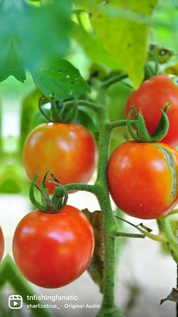 Short | Garden is Hitting it’s Peak Now | Tomatoes, Beans, Corn, & Cucumbers | Canning & Preserving смотреть онлайн