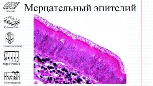 02 Ткани- эпителий