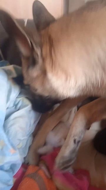 чебурек #2024