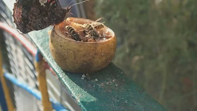 Осы. Борьба за грушевый нектар - 2 смотреть онлайн