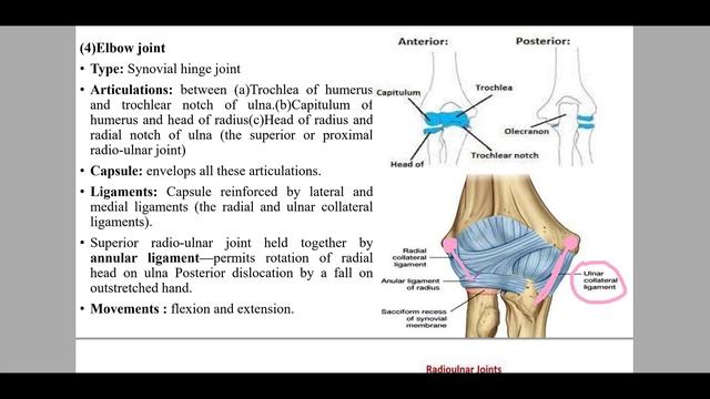 Lec 2 Anatomy upper limb joints Assuit Dr Ahmed Salah смотреть онлайн