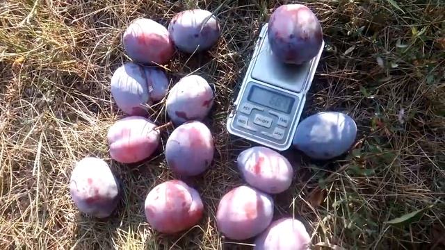 КИРГИЗЬКА ЧУДОВА смотреть онлайн