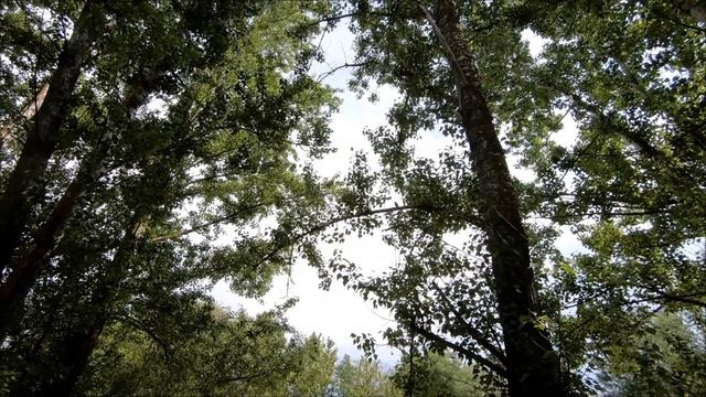 ЗВУКИ ВЕСЕННЕГО ЛЕСА 17.05.2021 / ЛЕСНОЙ ПЕВЕЦ / КТО ОН? смотреть онлайн