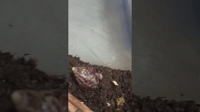 новый дом для ахатин смотреть онлайн