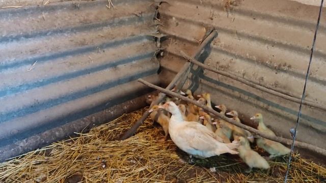 Утята Немецкой тяжёлой линии смотреть онлайн