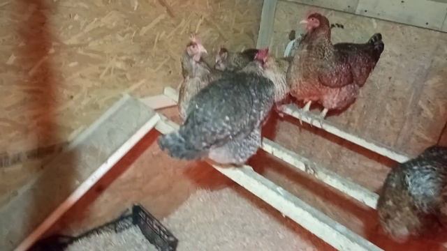 Переселение на пол из брудера ! смотреть онлайн