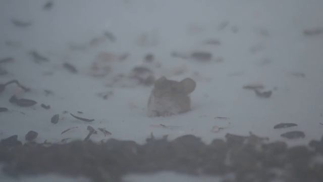 мышь - воришка смотреть онлайн