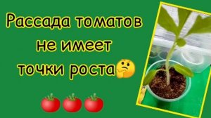 Рассада томата не имеет точки роста🤔