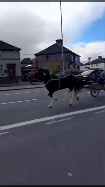 my half bred piebald cob /trotter Filly смотреть онлайн