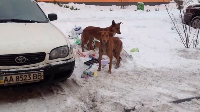 Кто раскидал мусор смотреть онлайн