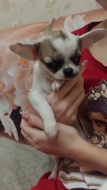 Афродита Елисеевна ПРОДАЖА чихуахуа питомник Кастропуло Крым+79787458062 WhatsApp telegram #Ркф смотреть онлайн