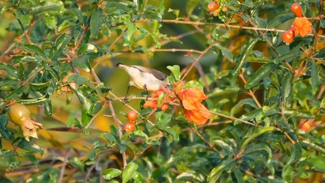 Long-billed Sunbird (Cinnyris lotenius) - south of Kandy (South Africa) 10-3-2019 смотреть онлайн