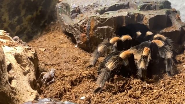 Fütterung Rotknie-Vogelspinne/ feeding redknee tarantula with a cricket/Brachypelma hamorii 🕷️spide смотреть онлайн