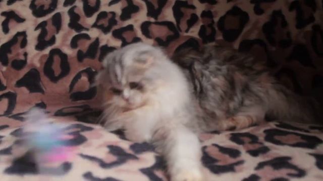 Toffe Nicole смотреть онлайн
