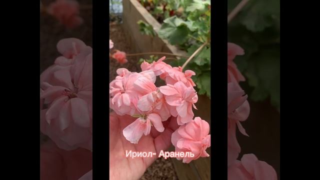 Цветение сортовых пеларгоний 🌺 смотреть онлайн