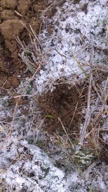 Mysz polna, nornica,gryzoń. смотреть онлайн