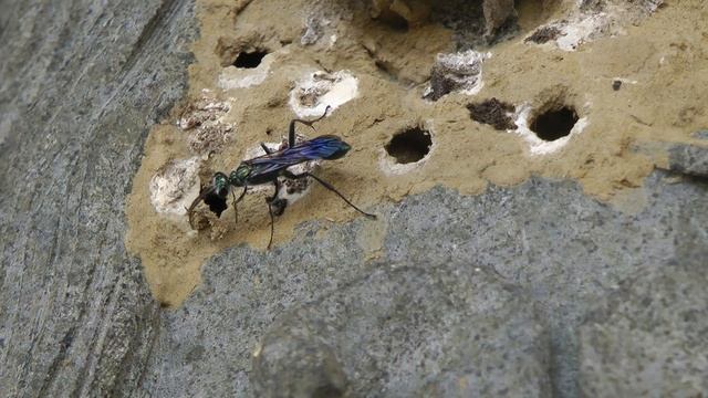 日本藍泥蜂築巢-膜翅目細腰蜂科-洪惠璟攝-20120526 смотреть онлайн