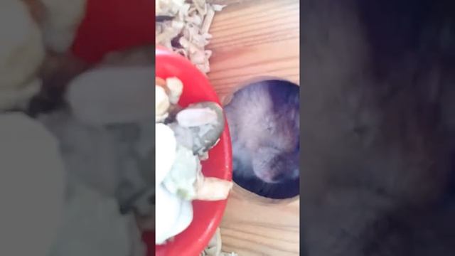 Хома жаль ты умер 13.03.2017год😭😭😭😭😭 смотреть онлайн