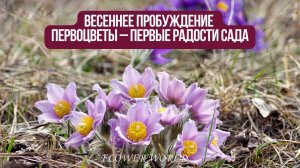 Весеннее пробуждение. Первоцветы – первые радости сада.💐