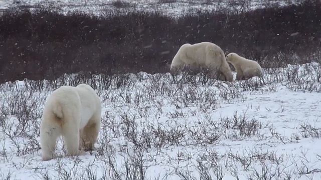 Polar Bear Mothers Fight as Cubs Look On - EXTENDED VERSION смотреть онлайн