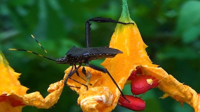 PERCEVEJO-DAS FRUTAS, MELÃO-DE-SÃO-CAETANO (MOMORDICA), MUDAS - VEJA PASSO A PASSO - FINAL DO VÍDEO смотреть онлайн