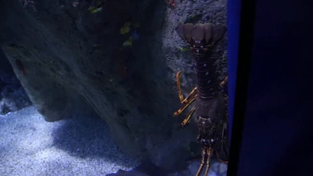 Green Lobster (Palinurus regius) at L 'Oceanográphic in Valencia, Spain смотреть онлайн