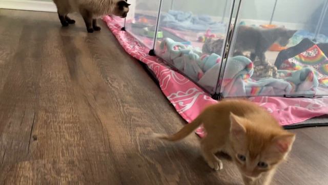 Senior Cat Max Meets the Foster Kittens/ He Didn't Like them 😿 смотреть онлайн