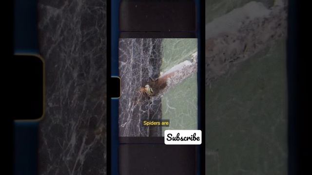 Did you know that Spiders смотреть онлайн