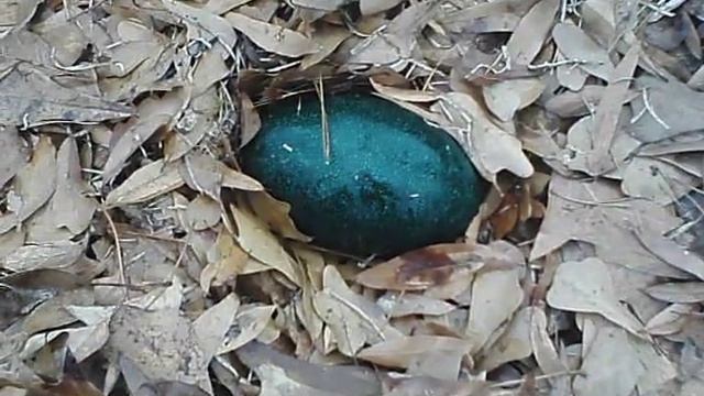 Emus смотреть онлайн