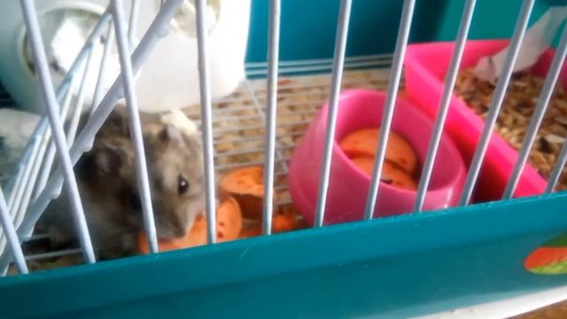 Милый хомяк кушает морковь. смотреть онлайн