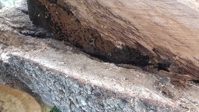 Hive Comb as LONG AS YOUR ARM! - EXTRACTING BEES FROM A LARGE LOG - Part 4 смотреть онлайн