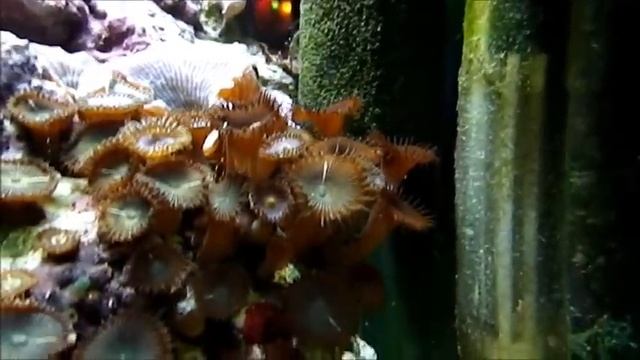 NanoMarinus 30L Gobiodon okinawae смотреть онлайн