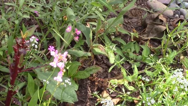August Garden Tour 🌼 смотреть онлайн