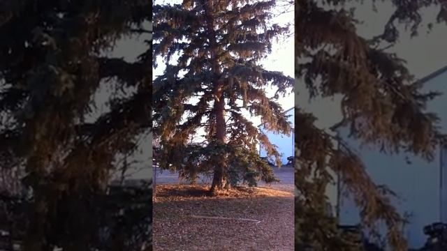 Собака забирается на дерево смотреть онлайн