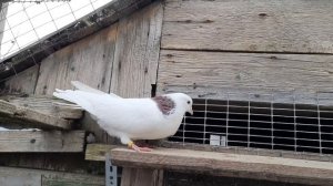 Пермские голуби гривуны.Племенной 2024.