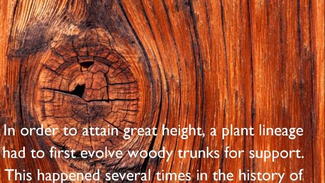 Devonian Plants смотреть онлайн