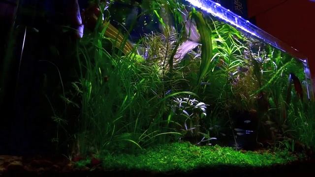 やっさんの安否（ｱｸｱﾘｳﾑ,放置水草水槽観察） смотреть онлайн