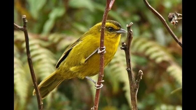O canto do Hemispingus de parodii ( Kleinothraupis parodii ) смотреть онлайн