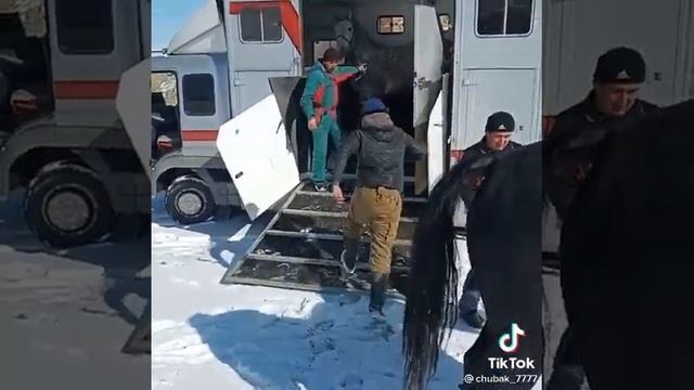 Лошадь Ат Жылкы 😍 Оцените 🐎 #horse смотреть онлайн